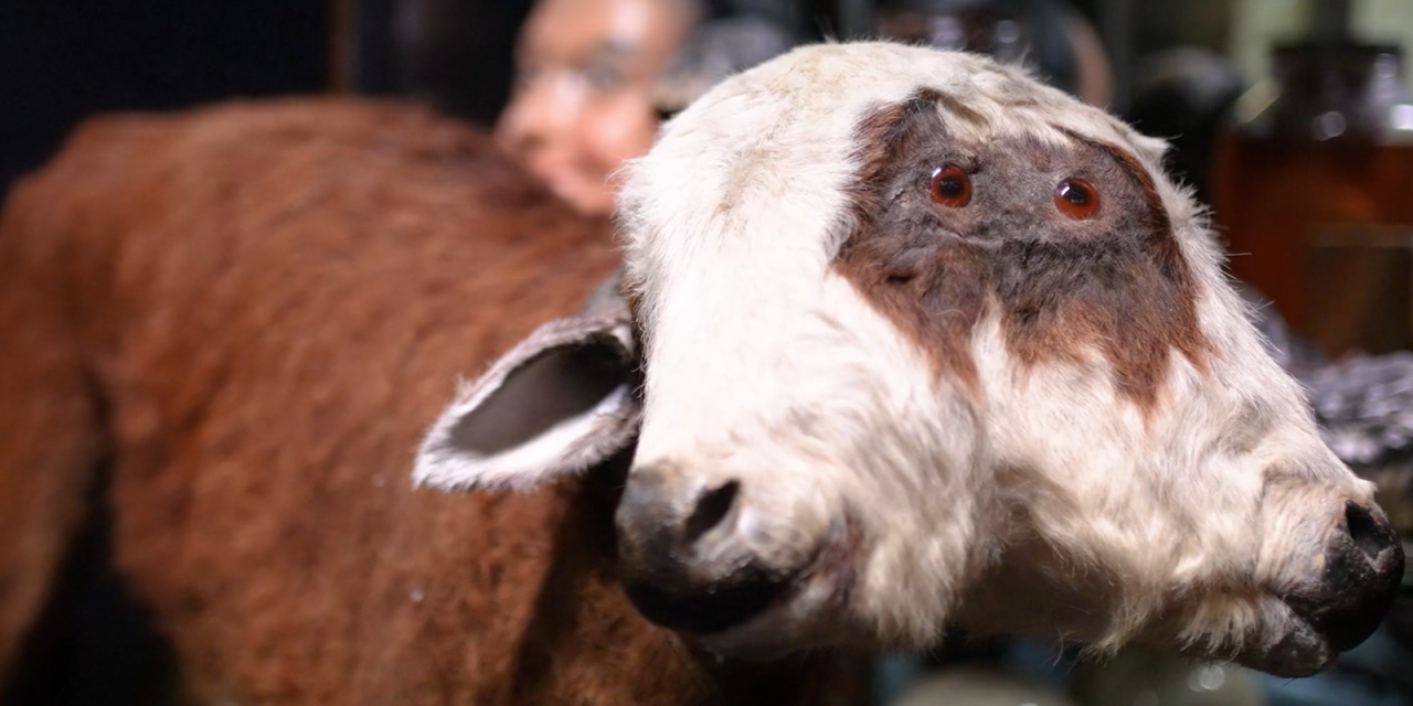 stuffed brown and white cow with red eyes and two heads